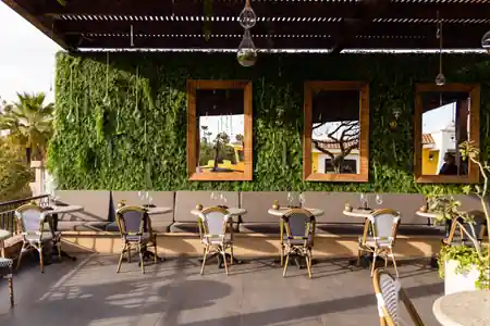 Simaruba rooftop terrace with iconic tree and sunset views in San Jose del Cabo — salsa venue in San José del Cabo